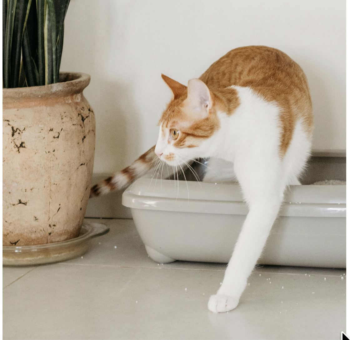 Why Is My Cat Peeing Outside the Litter Box?