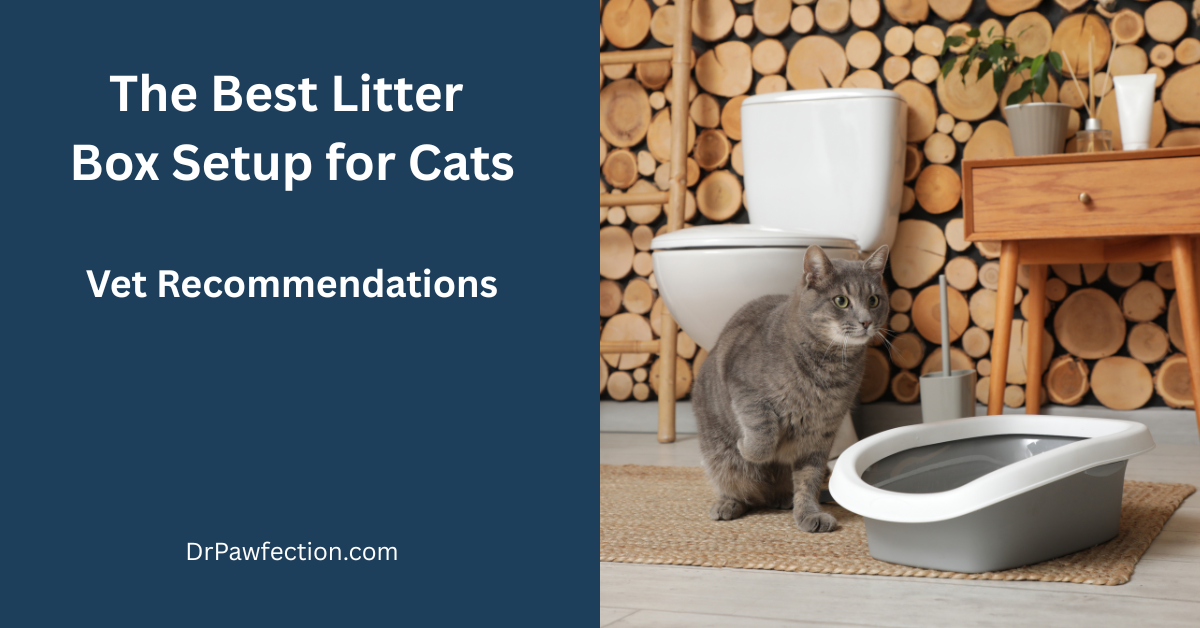The Best Litter Box Setup for Cats: Vet Recommendations
