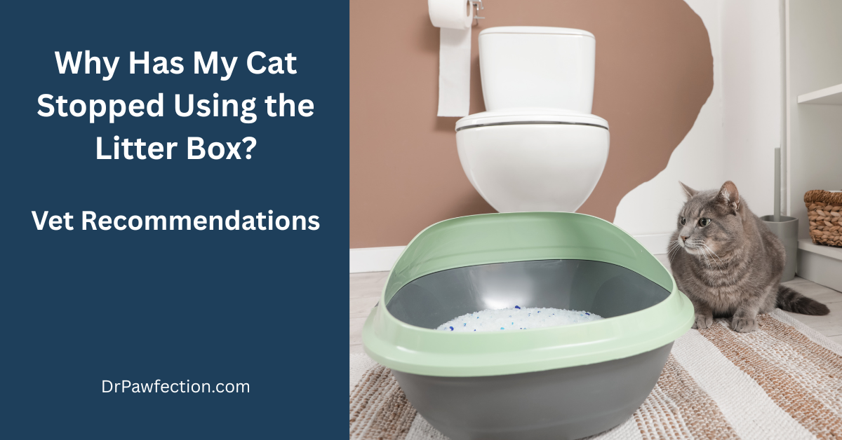 Why Has My Cat Stopped Using the Litter Box?