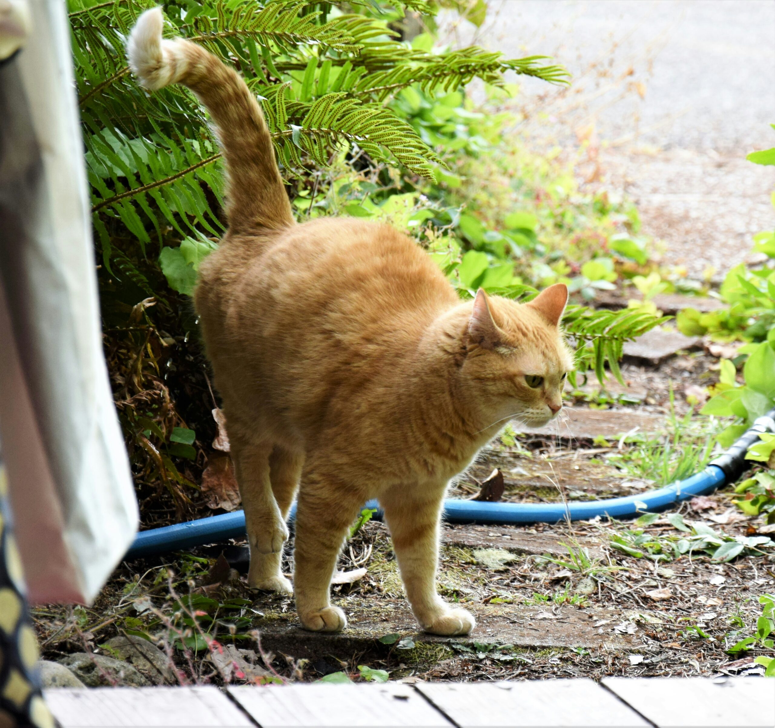 Cat Spraying vs Inappropriate Urination: What’s the Difference?