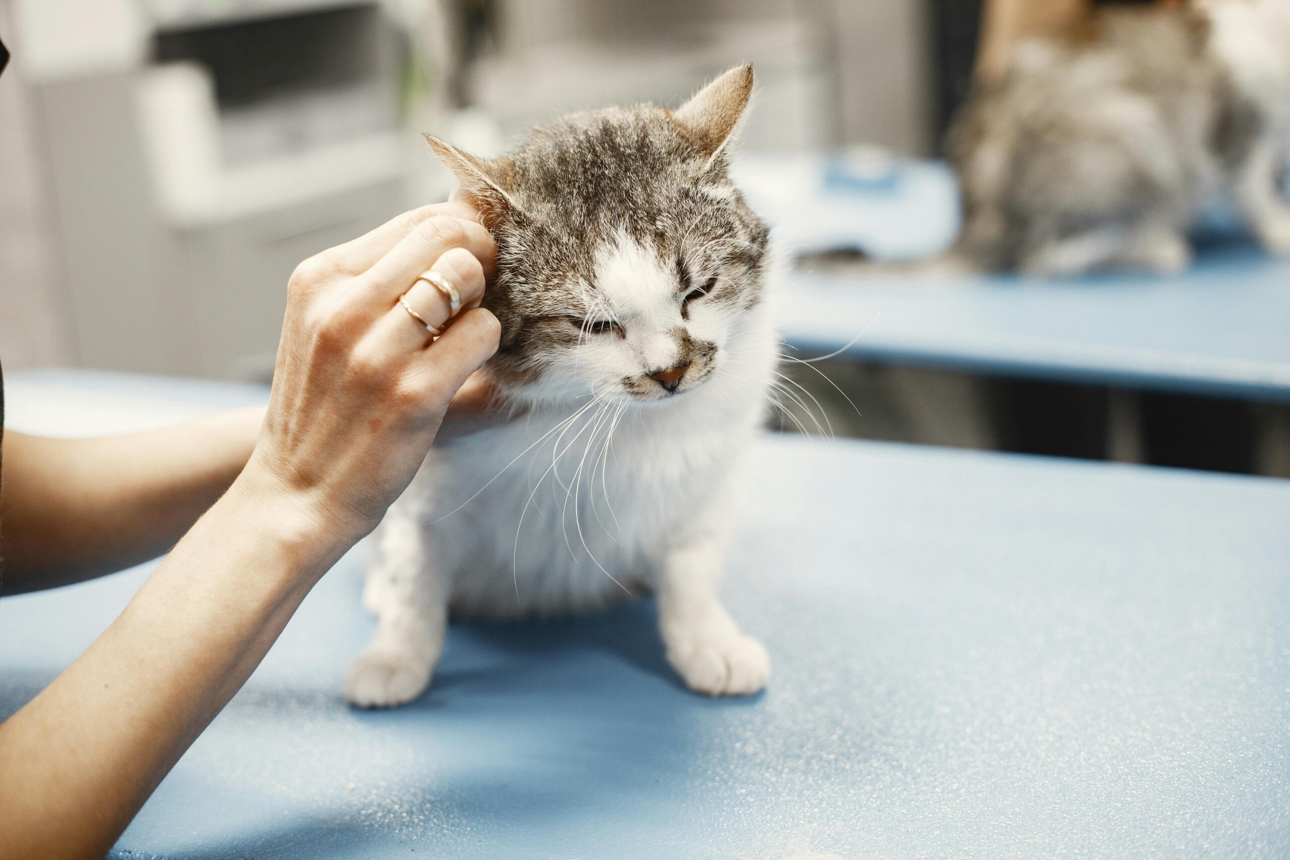 Hyperthyroidism in Cats: A Vet’s Complete Guide to Symptoms, Diagnosis & Treatment